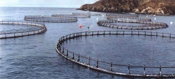 Los errores de la industria salmonera: Salmón contra la corriente