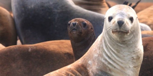 Llaman a salvar a los lobos marinos