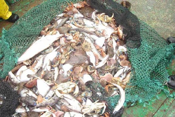 Campaña busca poner fin a la Pesca de Arraste en ecosistemas marinos vulnerables