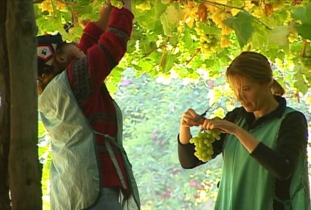 Trabajadoras frutícolas denuncian malas prácticas laborales, abusos y falta de seguridad tras muerte de temporero intoxicado