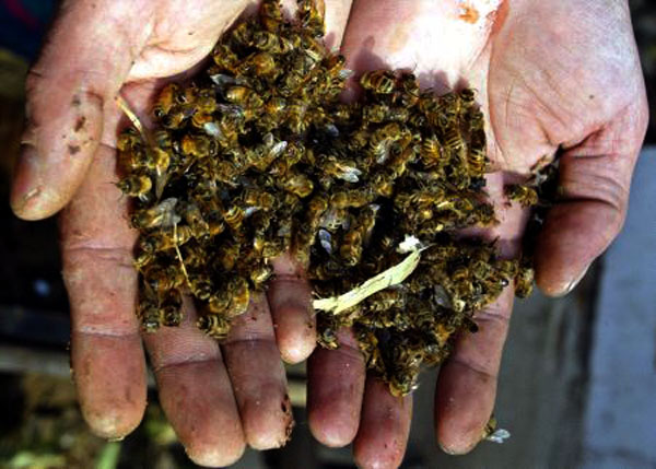 Bayer y la matanza de abejas con sus plaguicidas neonicotinoides