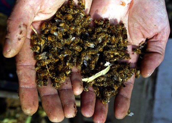 Solicitan a SAG prohibición de insecticidas que matan las abejas