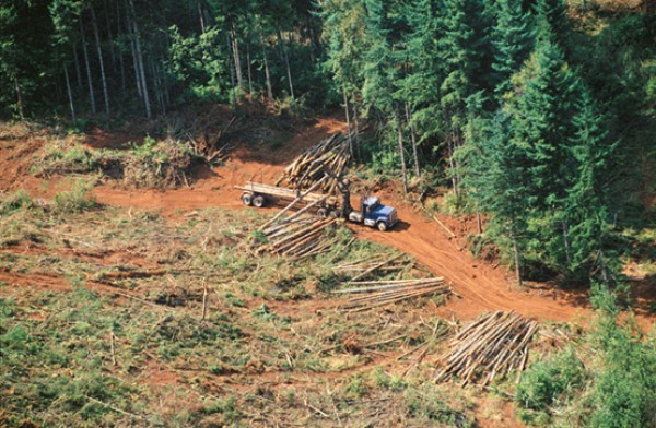 Informe señala la grave deforestación en Sudamérica