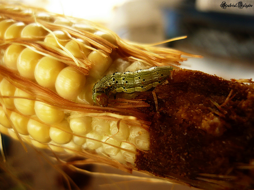 Un supergusano amenaza algunos cultivos de maíz transgénico en EE.UU.