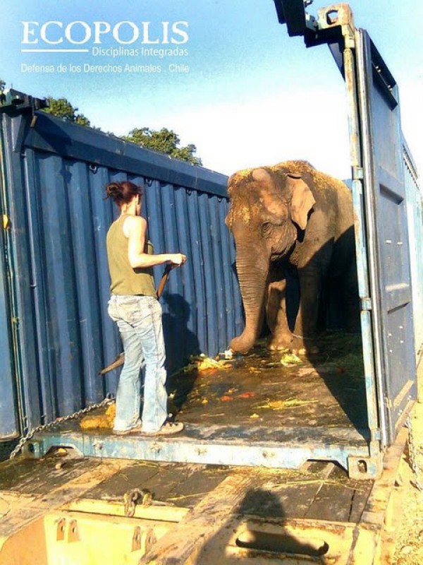 Animalistas celebran liberación de elefanta Ramba de la tiranía de Los Tachuelas