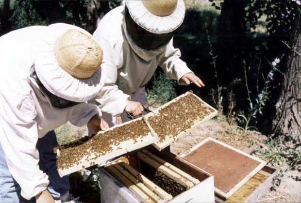 Red Nacional Apícola: 45% de apicultores de Ñuble afectados por transgénicos
