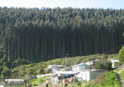 Carta Ciudadana: Los incendios del negocio forestal