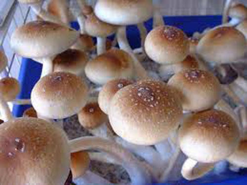 Hongos psilocybe: ¿el futuro de los tratamientos contra la depresión?