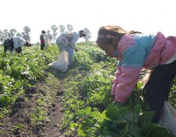 Informe revela abandono institucional de las jornaleras indígenas mexicanas