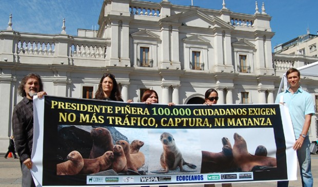 Cien mil firmas exigen a Piñera no más matanza ni tráfico de lobos marinos