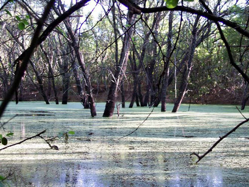 Paraguay proclama recursos naturales como bienes estratégicos del país