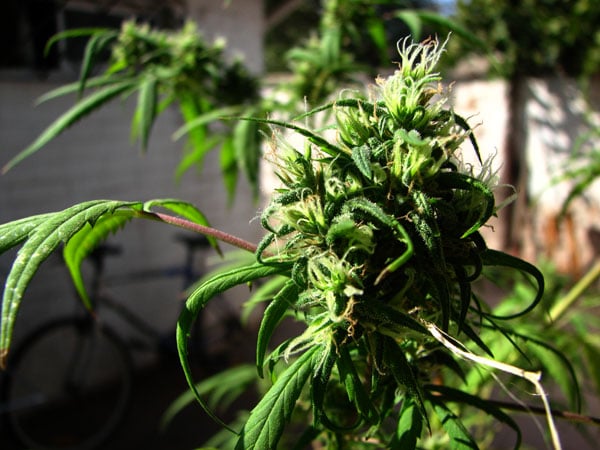SAG e Intendencia autorizan cultivo de marihuana en La Florida