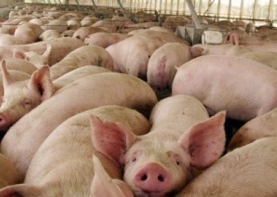 El maíz trangénico de Monsanto daña el estómago y el útero de los cerdos