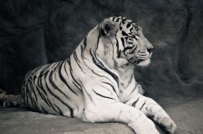 Sacrifican a tigre blanco en el zoológico metropolitano, tras ataque a un funcionario