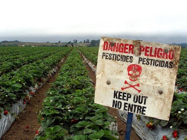 Comuna de Codegua afectada por uso de pesticidas tóxicos en labores agrícolas
