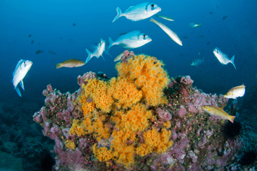 Suma apoyos el proyecto que busca prohibir pesca de arrastre en montes submarinos