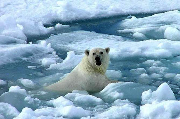 Las consecuencias del deshielo histórico en el Océano Ártico