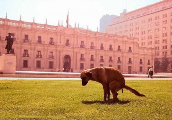 Crudo análisis: «Chile y las elecciones»