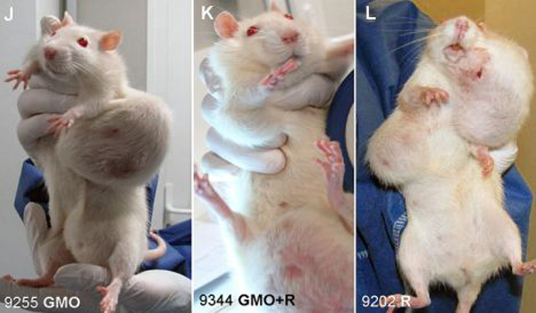Consumo de maíz de Monsanto causó horribles tumores en ratones