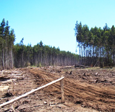 Forestal Arauco del grupo Angelini, no merece sello FSC por malas prácticas forestales