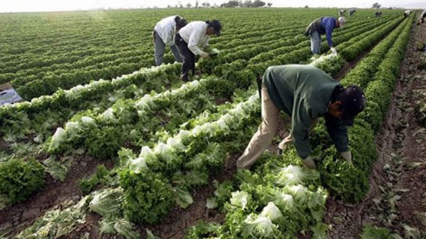 Noticias Censuradas: Granjeros de Alabama piden trabajo forzado de presos en cosechas