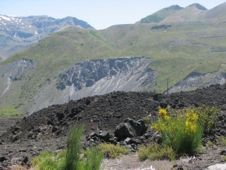 Científicos del mundo se reúnen a discutir sobre plantas invasoras