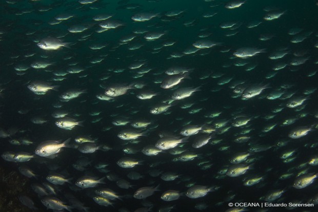 Oceana destaca nuevas normas ambientales en la Ley de Pesca