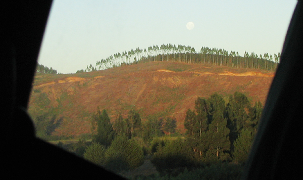 Pinos y transgénicos o bosques y agroecología