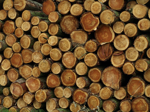 Gobierno busca extender el subsidio a las grandes corporaciones de monocultivos forestales