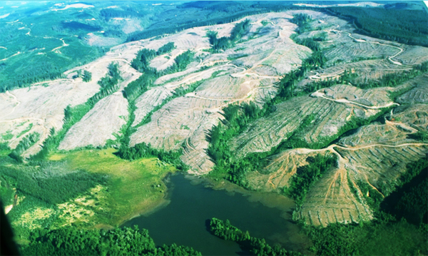 Necesitamos una nueva Ley de Fomento Forestal