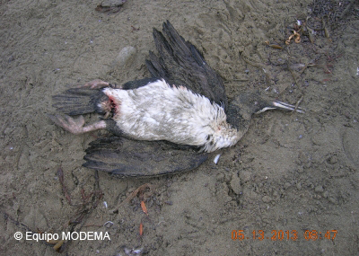 Exigen sanciones para responsables de muerte masiva de aves en Punta de Choros