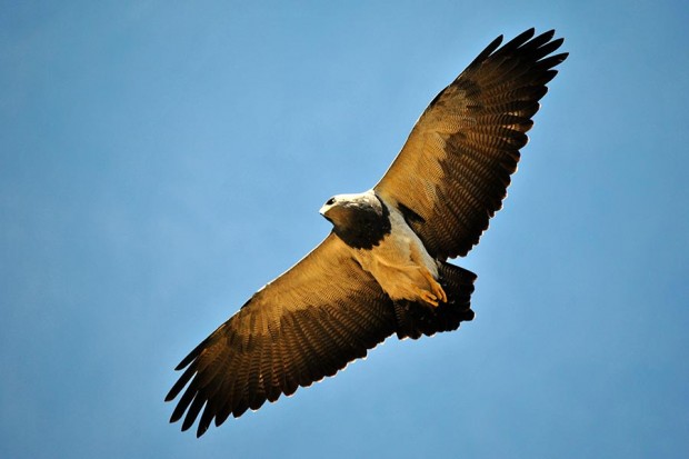 Mañana charla on-line en UVirtual:“Integrando fósiles, embriones y genes en el debate sobre la identidad de los dedos del ala en aves”