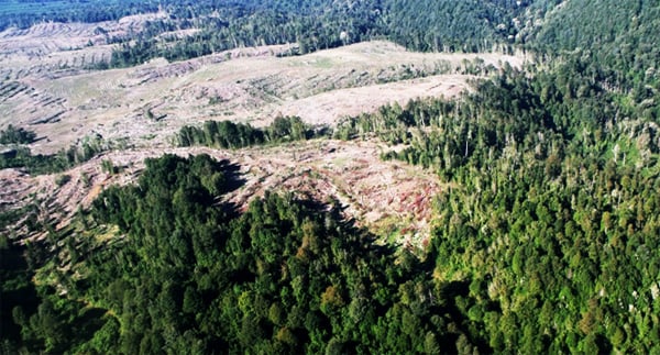 Las miserias forestales y el proyecto monstruoso de Celulosa Arauco en el Bío bío