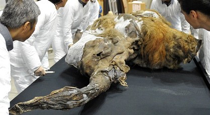 Encuentran un mamut de 39 mil años de antigüedad en Siberia