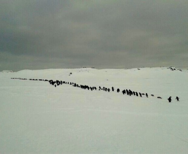 Pingüinos marchan pacíficamente frente a base Antártica chilena