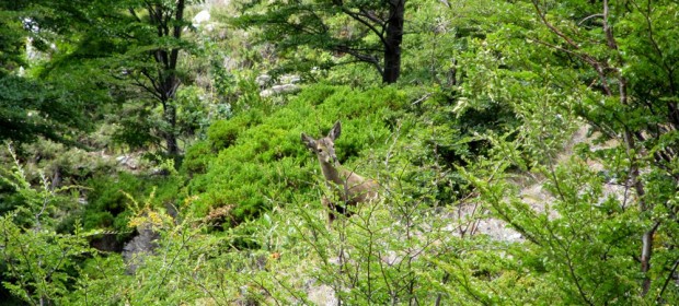 Película chilena-argentina indaga en los ciclos de vida del Huemul