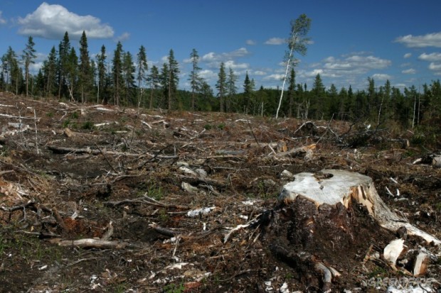 Proyecto de Fomento Forestal: ¿El mismo modelo forestal para 20 años más?