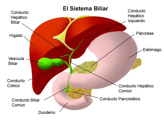 13 consejos para desintoxicar nuestro cuerpo cuidando el Hígado