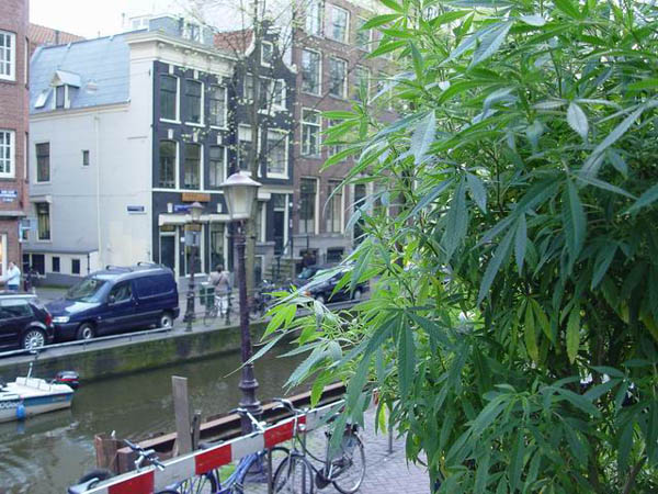 La mayoría de los holandeses está a favor de legalizar el cannabis