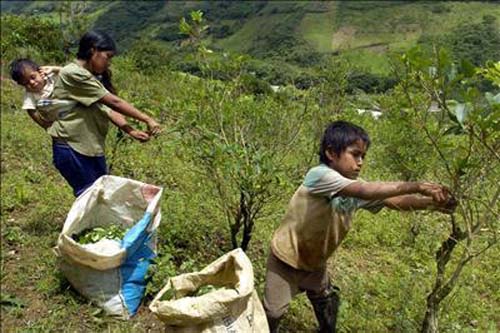 Política de drogas en Perú: El maquillaje del problema