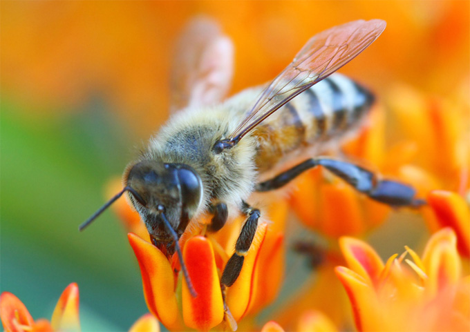 Lanzan campaña para salvar a las abejas de la muerte