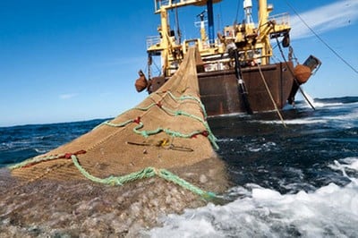 El despoblamiento del mar chileno