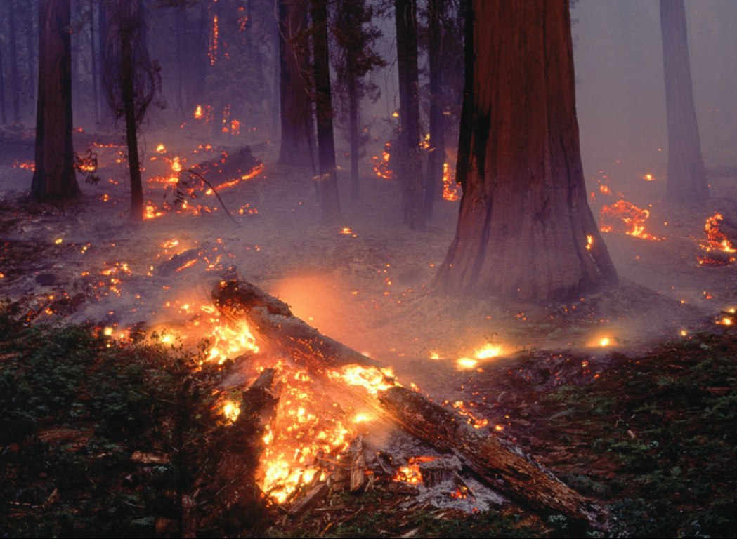 Documental «Cenizas» expone causas y efectos de los incendios forestales