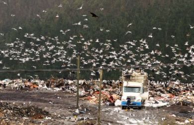 Contaminación de vertedero Chaimávida arriesga severamente la naturaleza y los vecinos