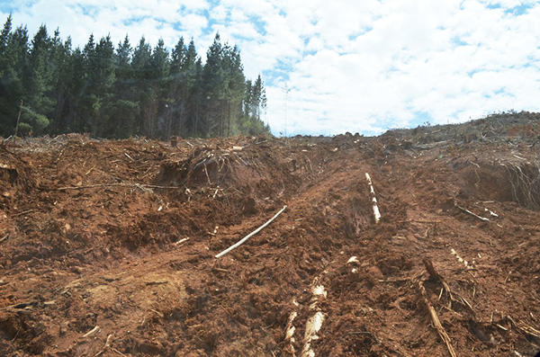 Denuncian malas prácticas de Forestal Arauco en La Unión, pese a contar con sello FSC