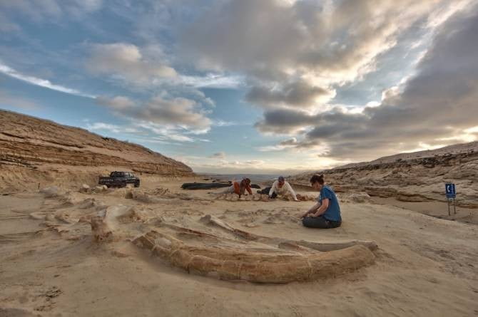 Resuelven el enigma de antiguo cementerio de ballenas en el desierto de Atacama