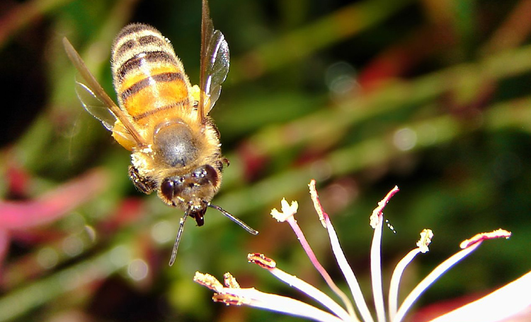 Crean biopesticida a base de veneno de araña que no mata a las abejas