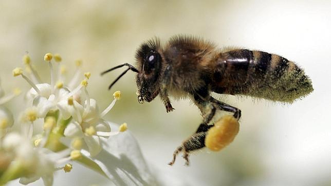 Plantas nativas ayudan a la conservación de las abejas