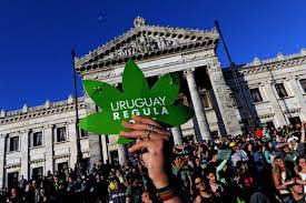 Se reglamenta consumo de Marihuana en Uruguay