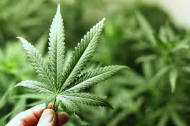 La Florida busca crear su propio cultivo de marihuana